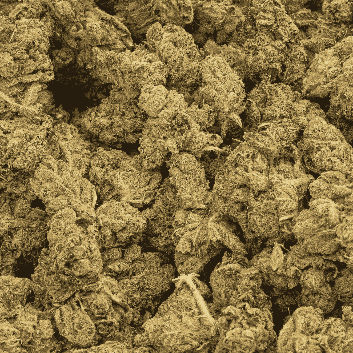 Lemon Skunk (AA) - Image 4