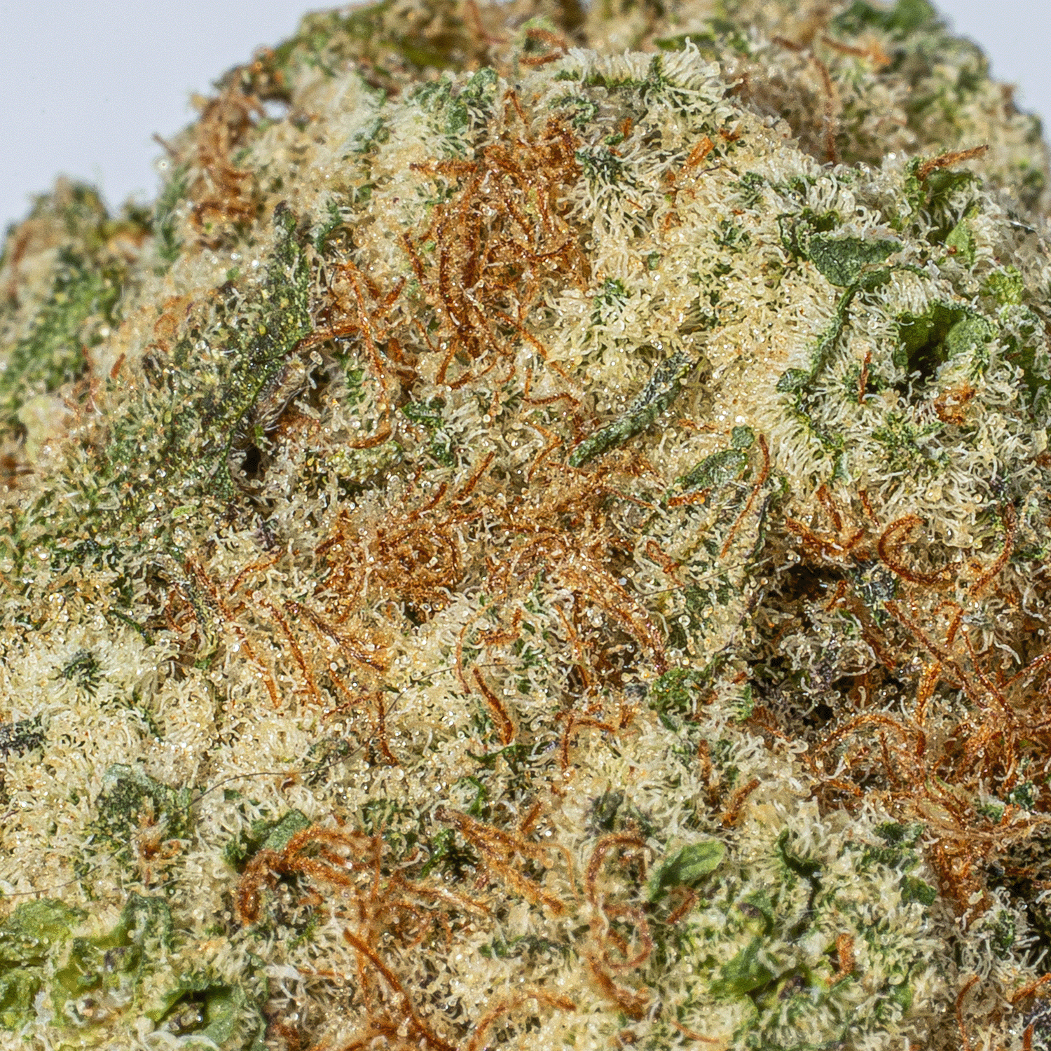 Secret Weapon (AAA+) - Image 4