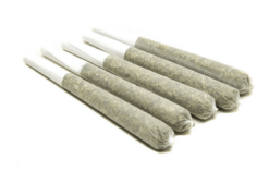 Premium 1g House Joints (AAAA+) - 5 Pack