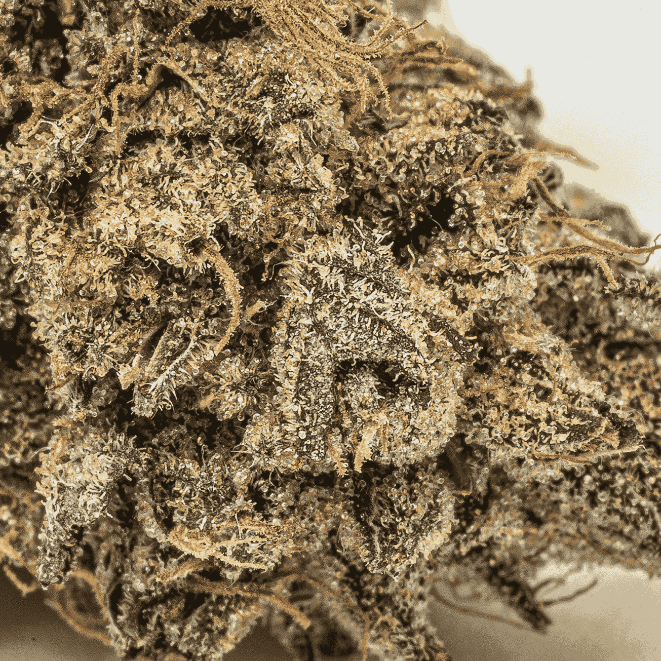 Purple Picasso (AAAA) - Image 5