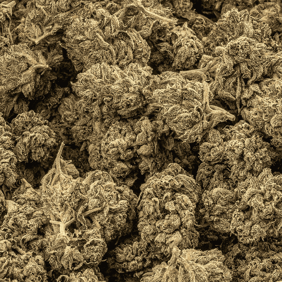 Purple Picasso (AAAA) - Image 4