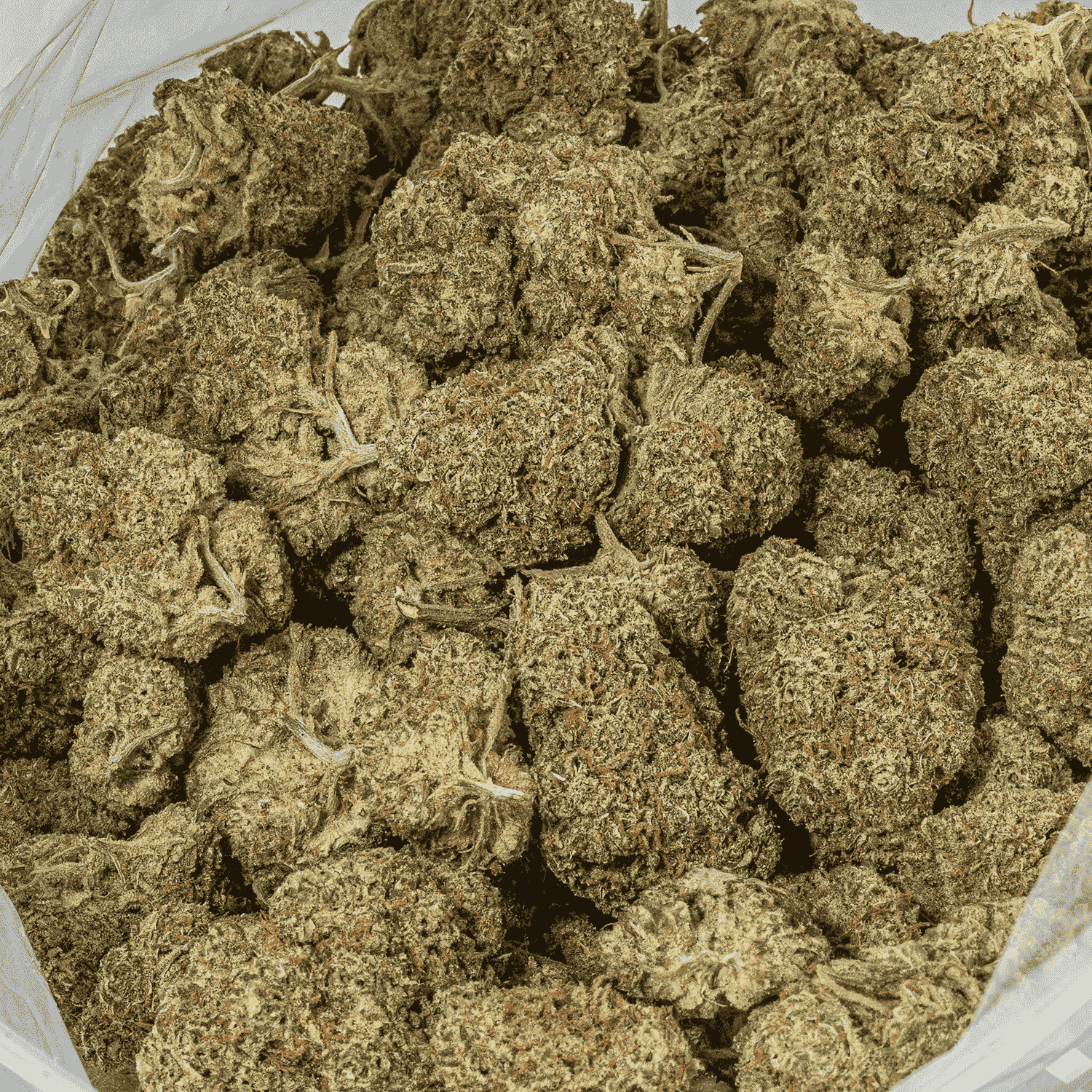 Raspberry Parfait (AA+) - Image 4