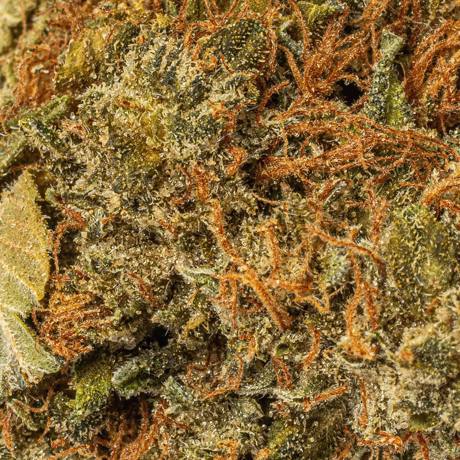 Super Kush (AA) - Image 3