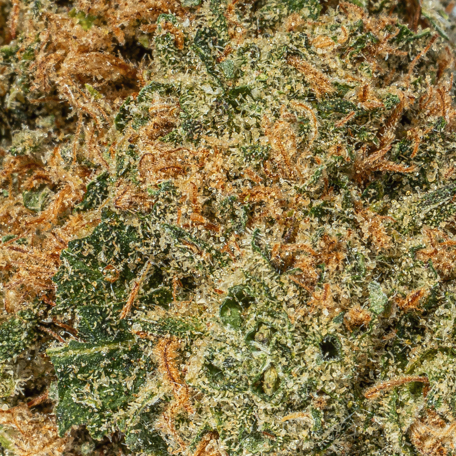 Ayahuasca Purple (AA+) - Image 5