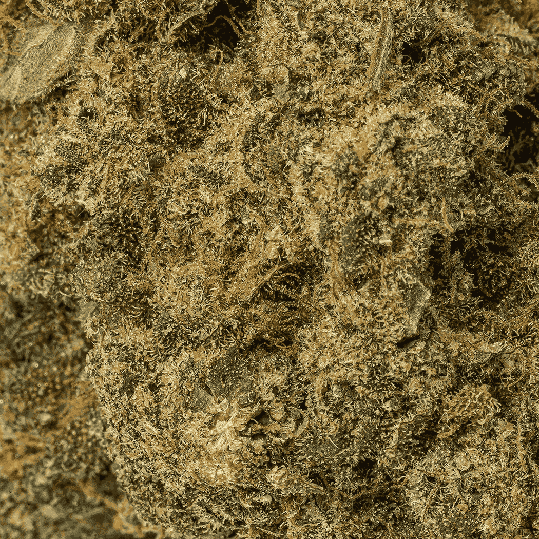 Watermelon Punch (AAA) - Image 5