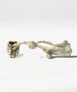 Alternative view of Albino Penis Envy (A.P.E) Mushrooms