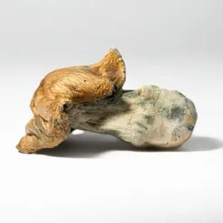 Alternative view of Hillbilly Pumpkin Mushrooms