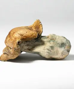 Alternative view of Hillbilly Pumpkin Mushrooms