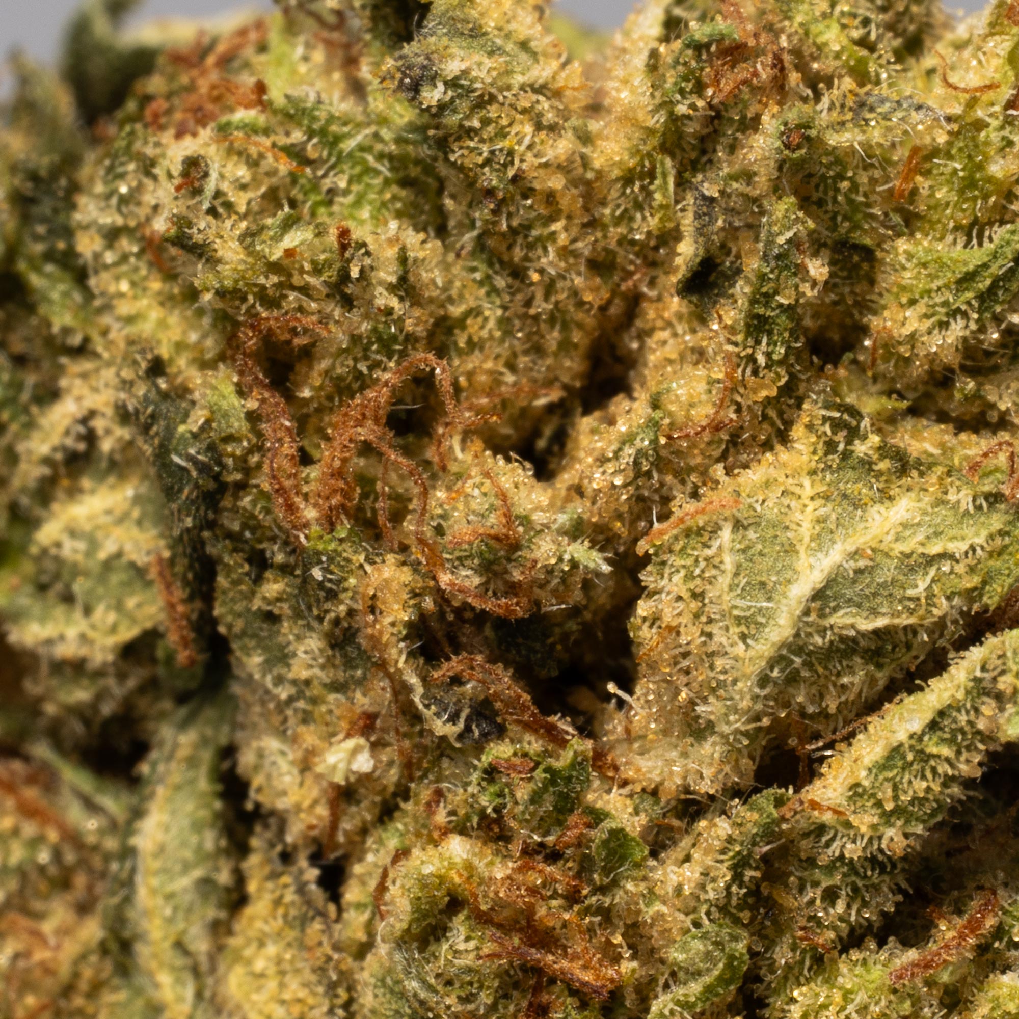 (Smalls) Death Star (AAAA) – CannaBlossom